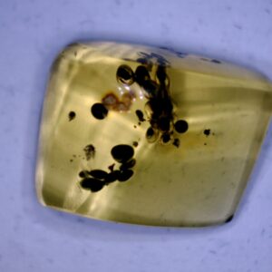 Dominican Amber Specimen with Insect Poop  (060123m)