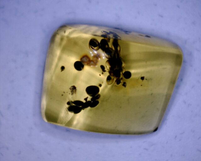 Dominican Amber Specimen with Insect Poop  (060123m)