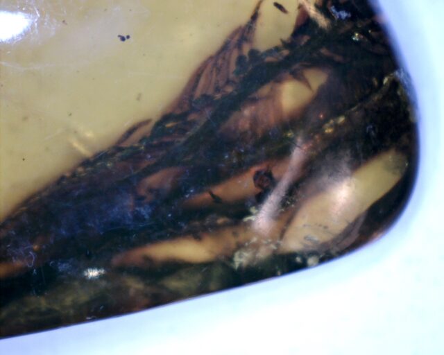 Mexican Amber Specimen with Plants  (060123n)