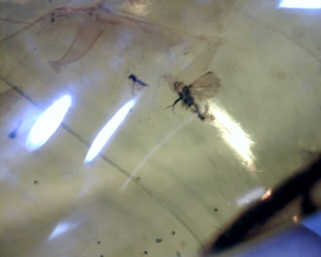 Mexican Amber Specimen with Plants  (060123n) - Image 2