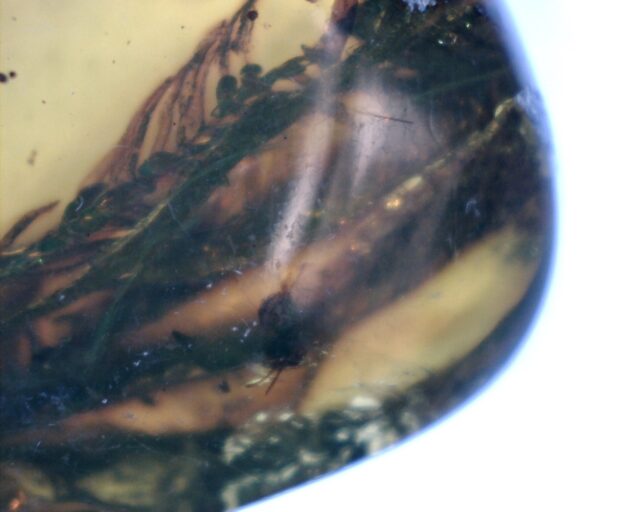 Mexican Amber Specimen with Plants  (060123n) - Image 3