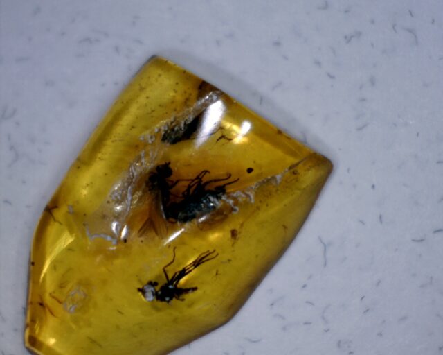Burmese Amber Specimen with 3 Flies  (060123p