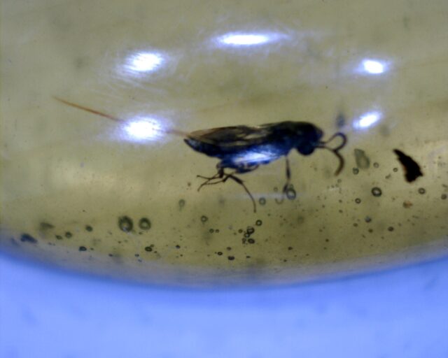 Burmese Amber Specimen with Bee (060123s)