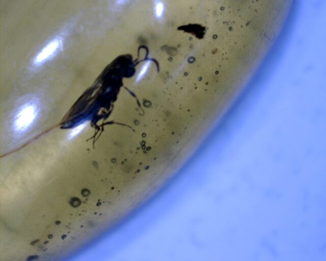 Burmese Amber Specimen with Bee (060123s) - Image 2