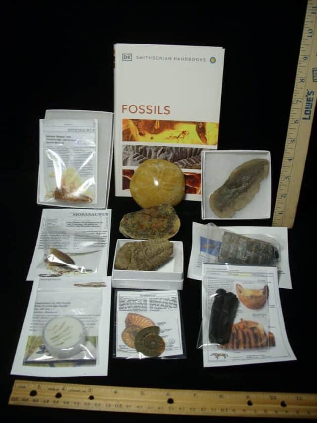 #11 Beginners Fossil Kit (063923b) - Image 2