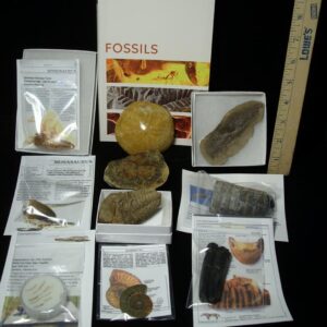 #11 Beginners Fossil Kit (063923b)