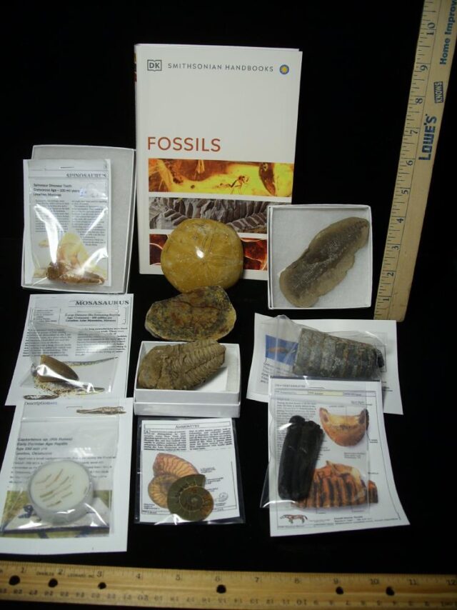 #11 Beginners Fossil Kit (063923b)