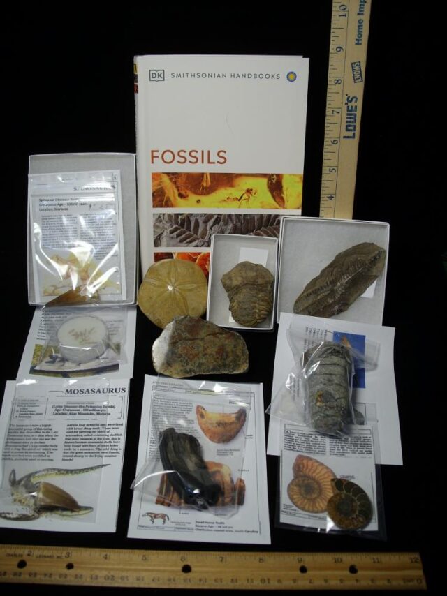 #11 Beginners Fossil Kit (063923d) - Image 2