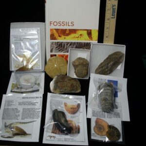 #11 Beginners Fossil Kit (063923d)