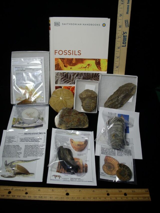 #11 Beginners Fossil Kit (063923d)