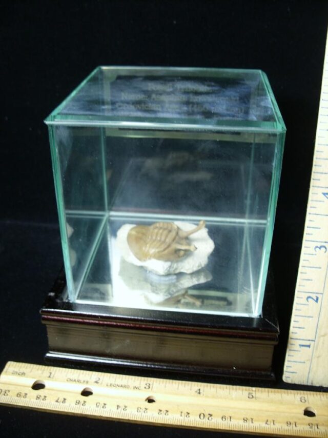 Fossilized Trilobite – Kowalewski (061223b) - Image 3