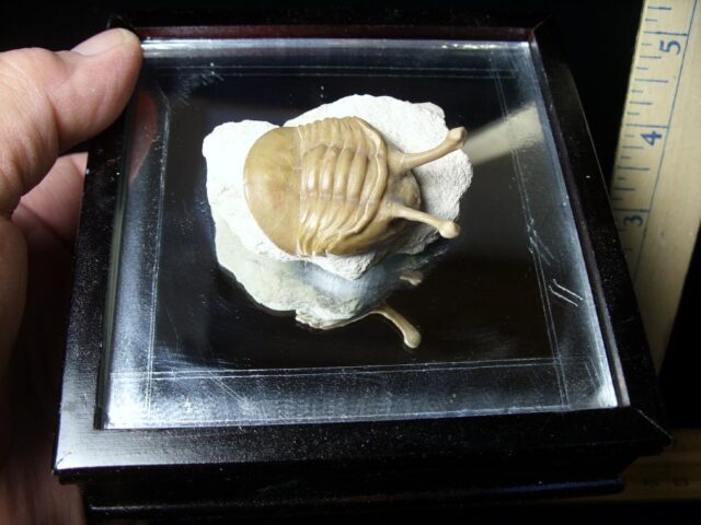 Fossilized Trilobite – Kowalewski (061223b) - Image 2