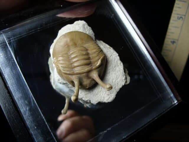 Fossilized Trilobite – Kowalewski (061223b)