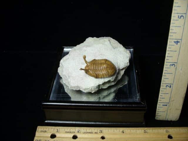 Fossilized Trilobite – Kowalewski (061223a) - Image 3