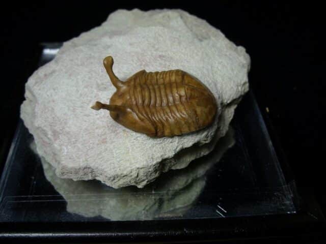 Fossilized Trilobite – Kowalewski (061223a) - Image 2