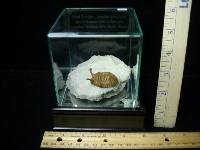 Fossilized Trilobite – Kowalewski (061223a)