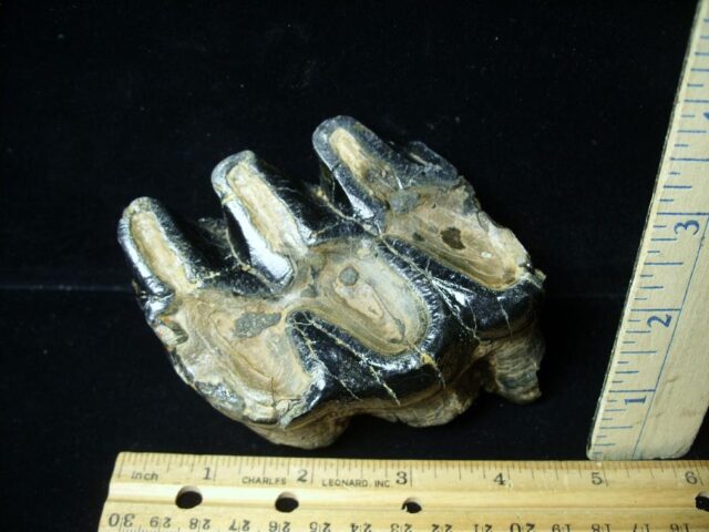 Mastodon americanum  Molar (061623e) - Image 3