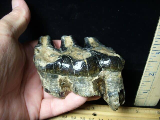 Mastodon americanum  Molar (061623e) - Image 2
