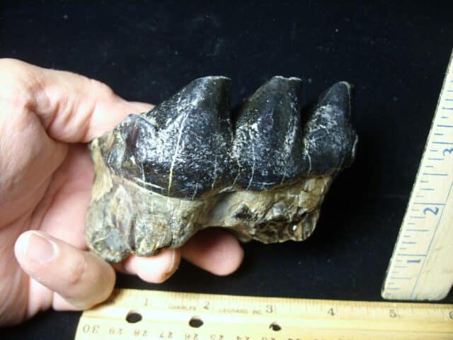 Mastodon americanum  Molar (061623e)