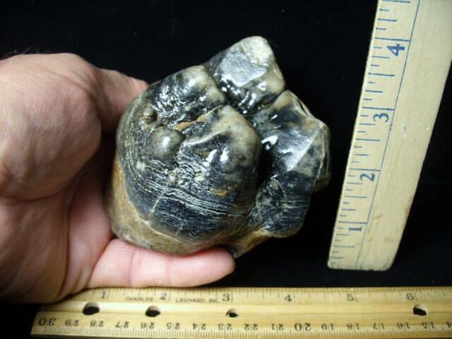 Mastodon americanum  Molar (061623h)