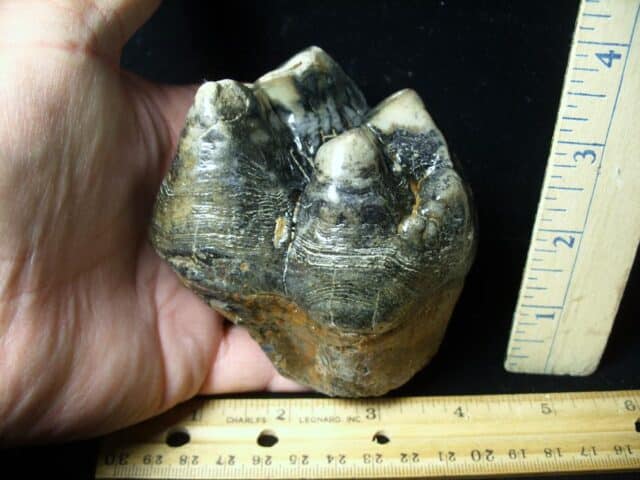 Mastodon americanum  Molar (061623h) - Image 2