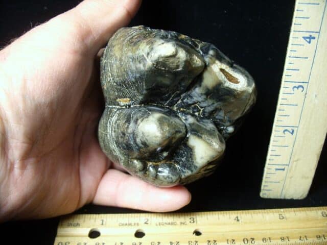 Mastodon americanum  Molar (061623h) - Image 3