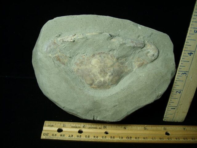Fossil Crab (061623j) - Image 2