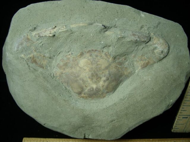 Fossil Crab (061623j) - Image 3