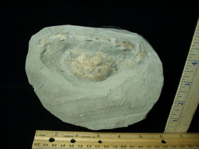 Fossil Crab (061623k) - Image 2