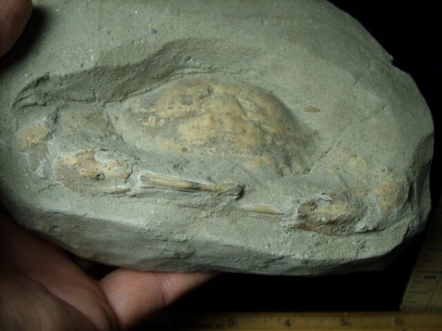 Fossil Crab (061623k)