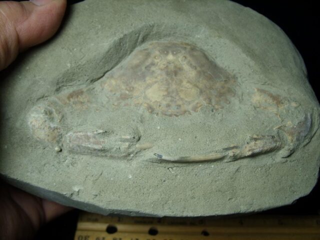 Fossil Crab (061623j)