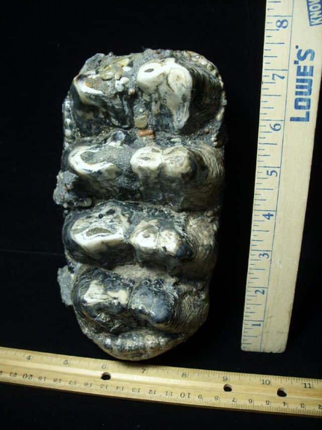 Mastodon americanum  Molar (061623n)