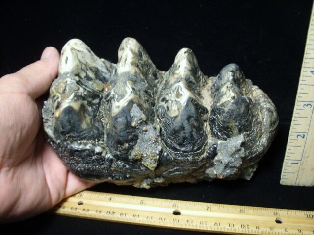 Mastodon americanum  Molar (061623n) - Image 2
