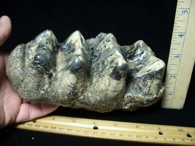 Mastodon americanum  Molar (061623n) - Image 3