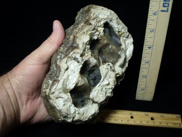 Mastodon americanum  Molar (061623n) - Image 4
