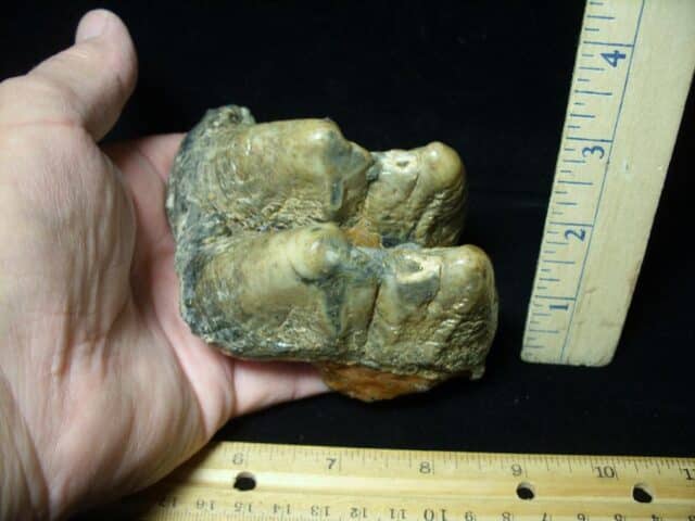 Mastodon americanum  Molar (061623p)