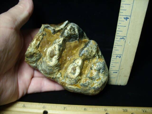 Mastodon americanum  Molar (061623r)