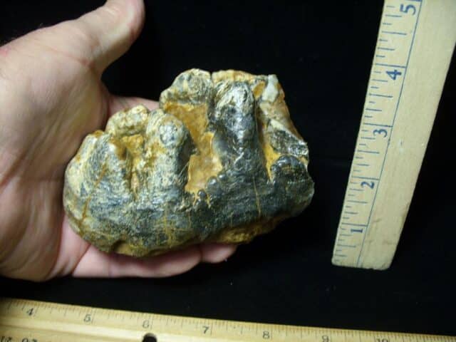 Mastodon americanum  Molar (061623r) - Image 2