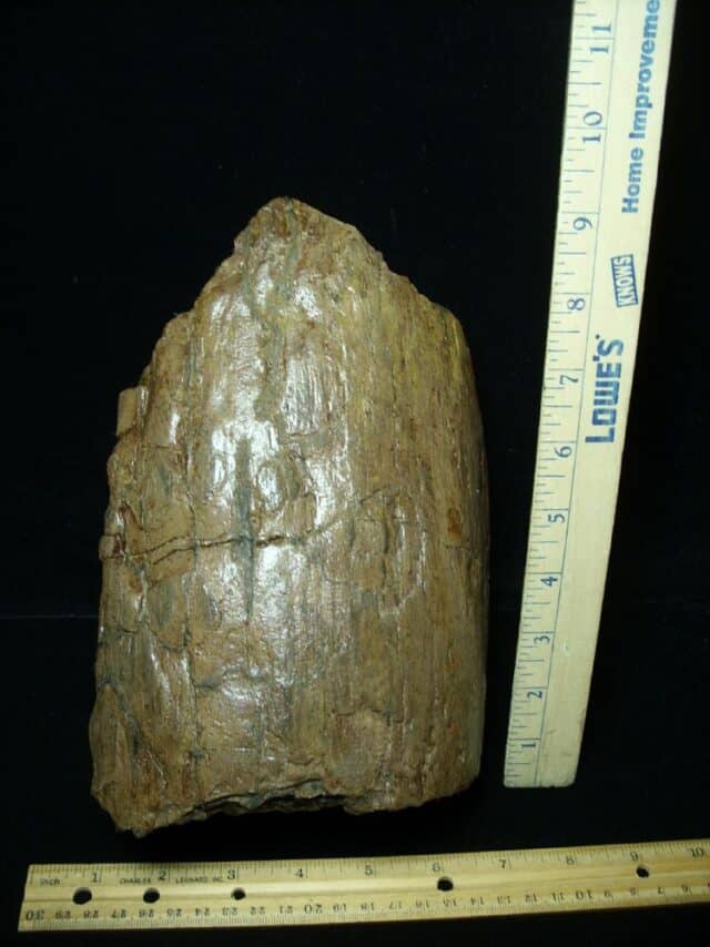 Large Mastodon americanum  Tusk Section (062023a)