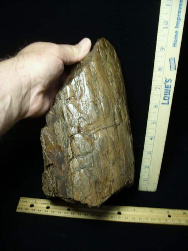 Large Mastodon americanum  Tusk Section (062023a) - Image 2