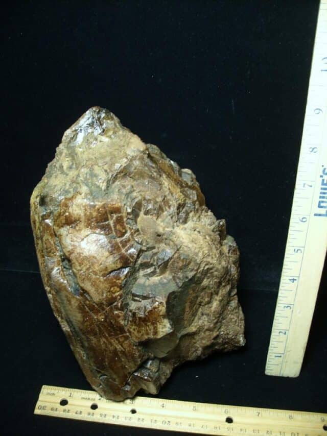 Large Mastodon americanum  Tusk Section (062023a) - Image 3