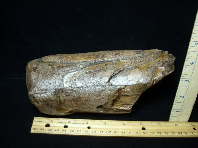 Mastodon americanum  Tusk Section (062023b)