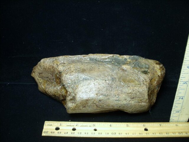 Mastodon americanum  Tusk Section (062023b) - Image 2