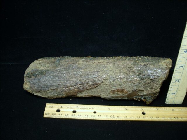 Mastodon americanum  Leg Bone Section (062023c)