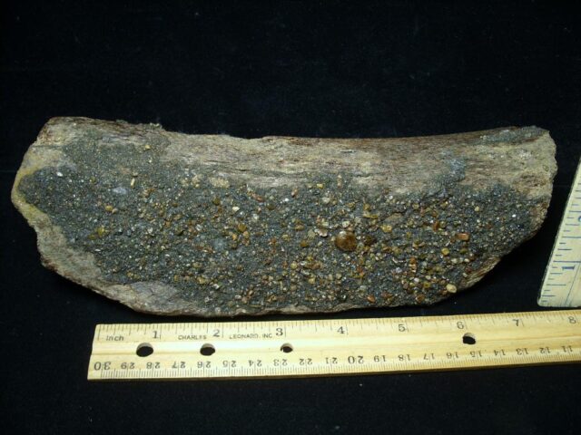 Mastodon americanum  Leg Bone Section (062023c) - Image 2