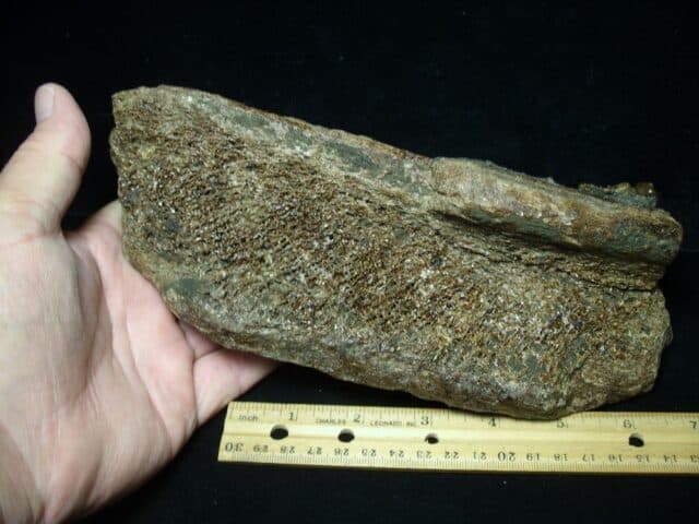 Mastodon americanum  Leg Bone Section (062023c) - Image 3