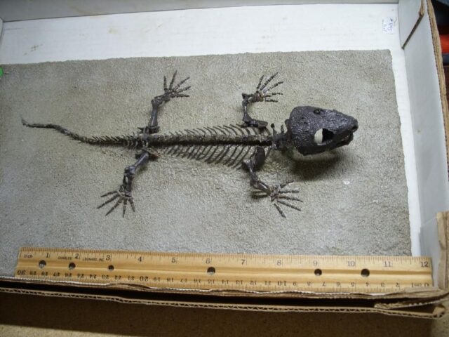 Captorhinus Permian Reptile Skeleton (068123a)