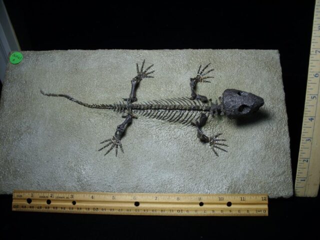 Captorhinus Permian Reptile Skeleton (068123a) - Image 2