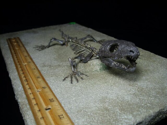 Captorhinus Permian Reptile Skeleton (068123a) - Image 6