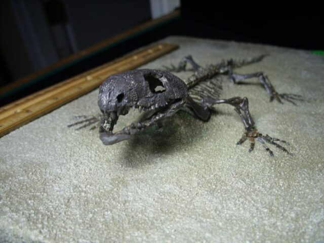 Captorhinus Permian Reptile Skeleton (068123a) - Image 5